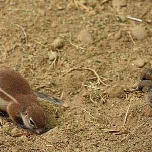 Cape ground squirrel and curious Sociable weavers