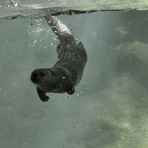 River Otter