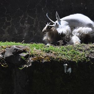 Rocky Mountain Goat