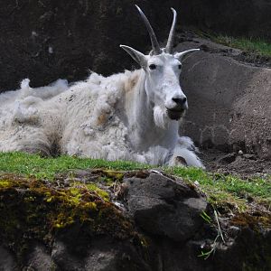 Rocky Mountain Goat