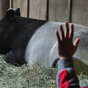 Malayan Tapir Exhibit