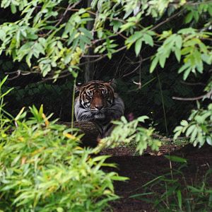 Sumatran Tiger Exhibit