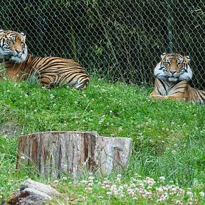 Sumatran Tigers