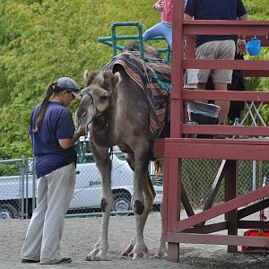 Dromedary Camel Rides