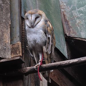 Barn Owl