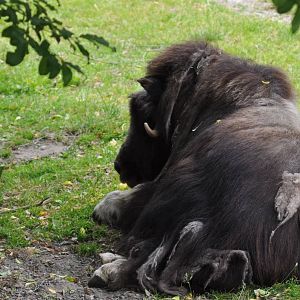Musk Ox