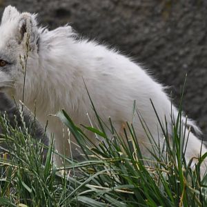Arctic Fox