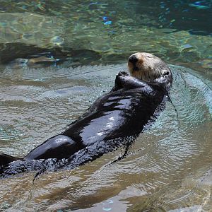 Sea Otter