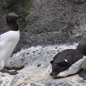 Murres