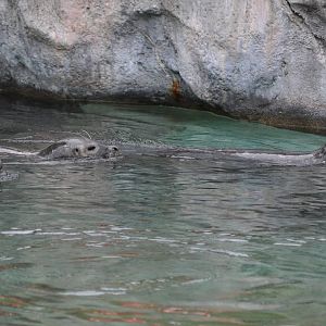 Harbor Seals