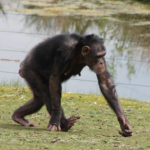 Chimp