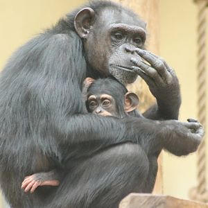 Chimp with young