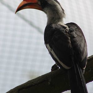 Von der Decken's hornbill
