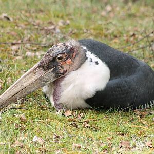 African marabou