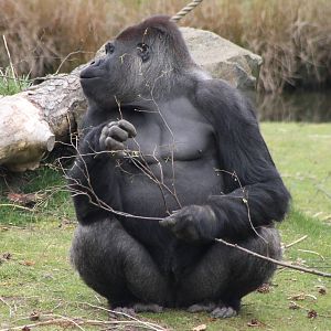 Western lowland gorilla