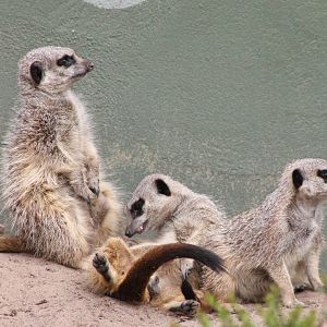 Meerkats
