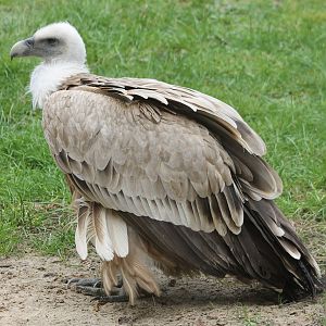 Griffon vulture