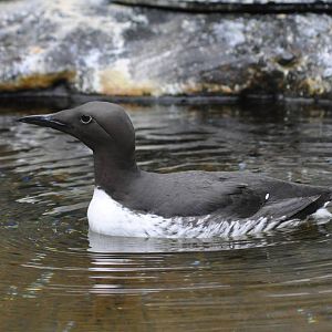 Common Murre