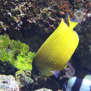 Sunburst butterflyfish