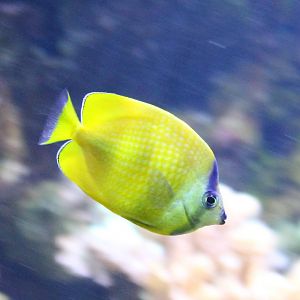 Sunburst butterflyfish