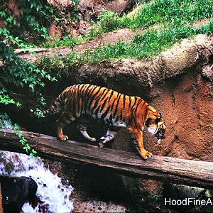 Original Tiger River