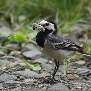 White Wagtail (Motacilla alba) with food for their children.