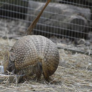 Big Hairy Armadillo 010516