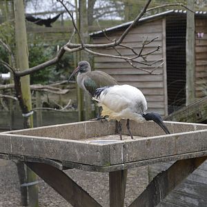 Sacred Ibis and Hadada Ibis 010516