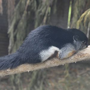 Prevost Squirrel 010516