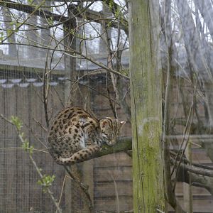 Palawan Leopard Cat 010516