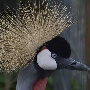 Eastern Grey-crowned Crane 010516