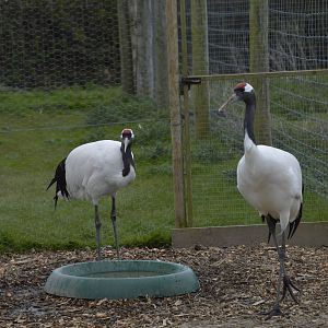 Red-crowned Cranes 010516