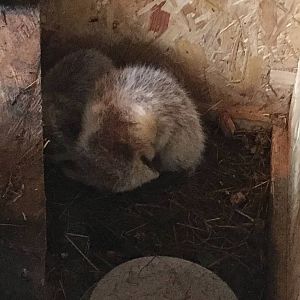 Northern Luzon Giant Cloud Rat 010516