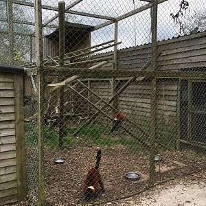 Red-ruffed Lemur enclosure 010516