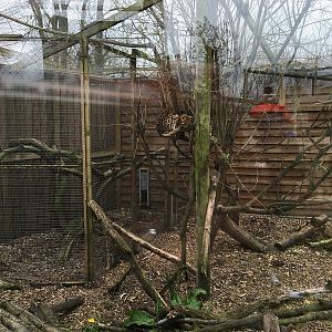 Palawan Leopard Cat enclosure 010516