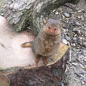 Dwarf Mongoose 010516