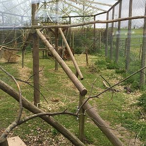Ring-tailed Lemur enclosure - 010516