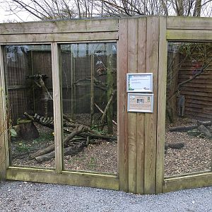Palawan Leopard Cat enclosure 010516