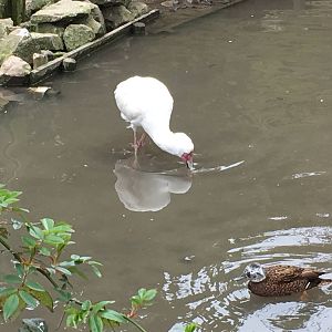 African Spoonbill 010516