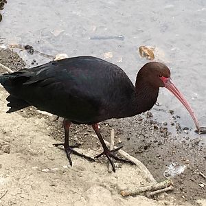 Puna Ibis 010516