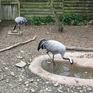 Eurasian Cranes 010516