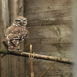 Little Owl 010516
