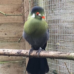 White-cheeked Turaco 010516