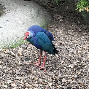 Grey-headed Swamphen 010516