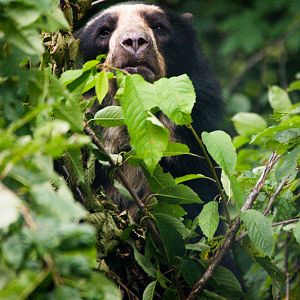 Spectacled Bear