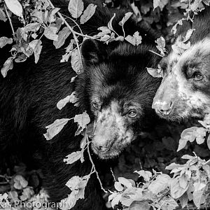 Spectacled Bears