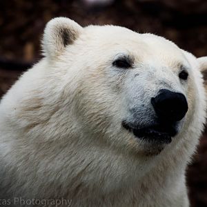 Polar Bear