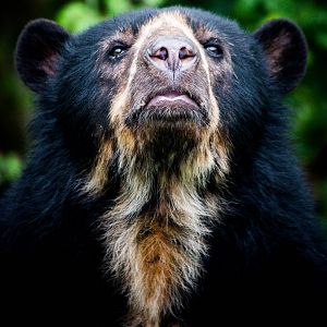Spectacled Bear