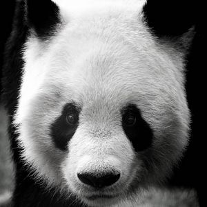 Giant Panda