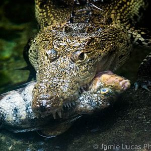 Morelet's crocodile with fish